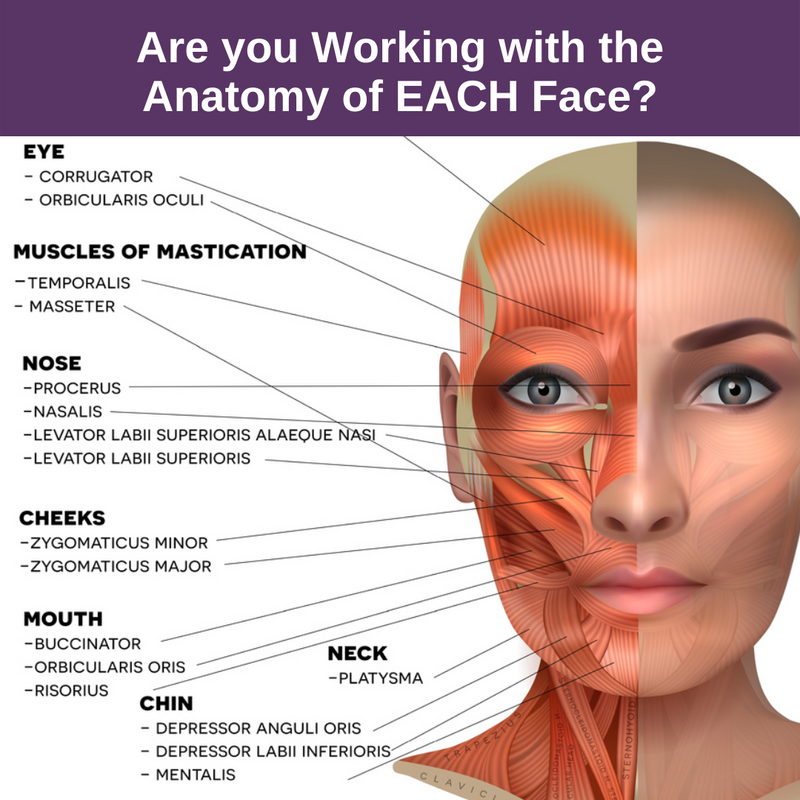 Are you Working with the Anatomy of EACH Face?